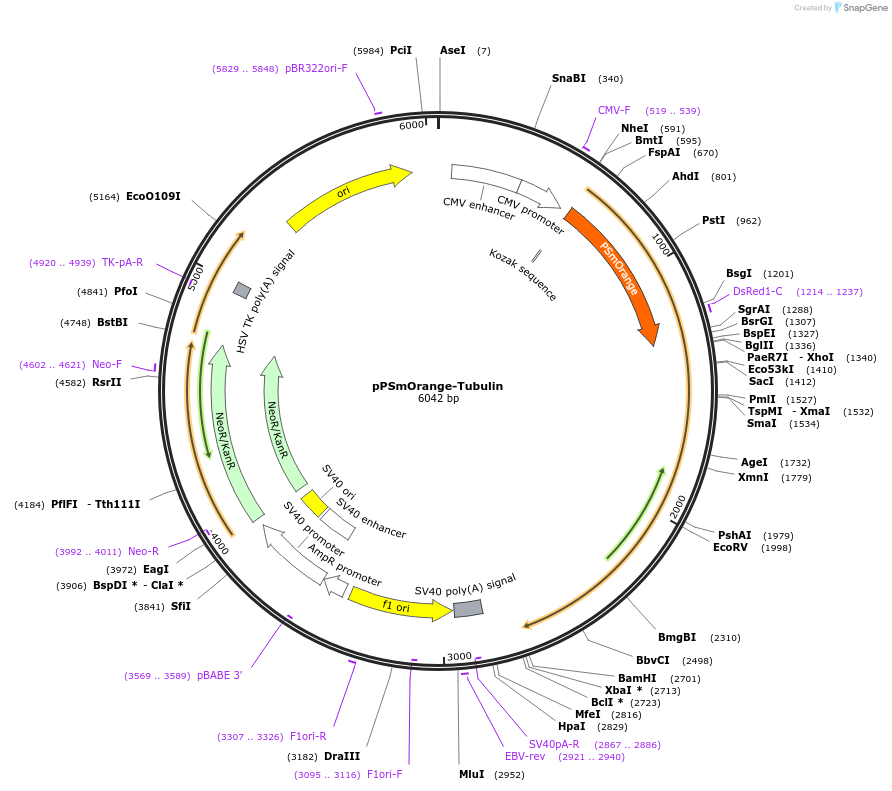 31919-plasmid-map-sequence-id-36037