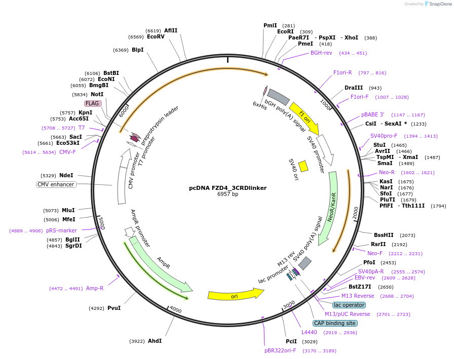 184259-plasmid-map-sequence-id-360374