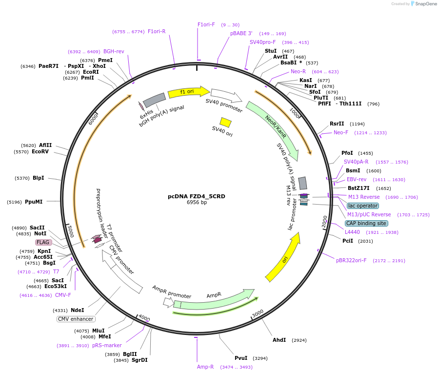 184253-plasmid-map-sequence-id-360377