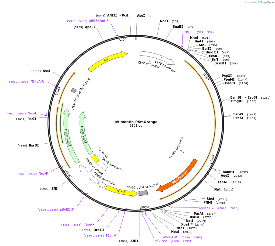 31922-plasmid-map-sequence-id-36038