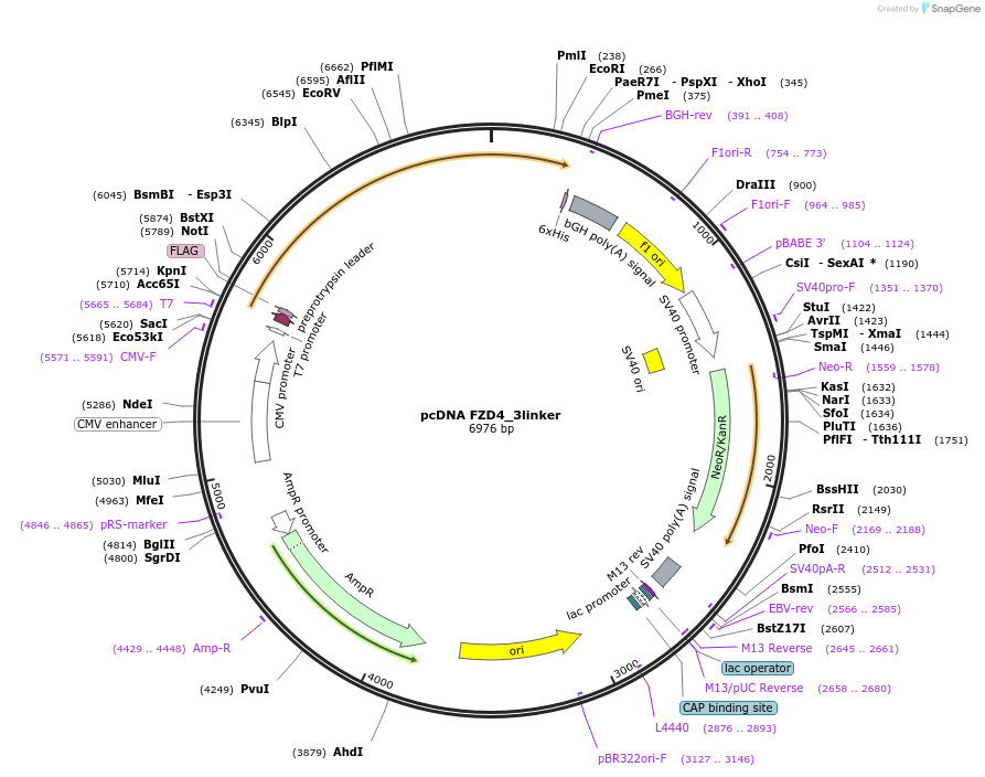 184256-plasmid-map-sequence-id-360380