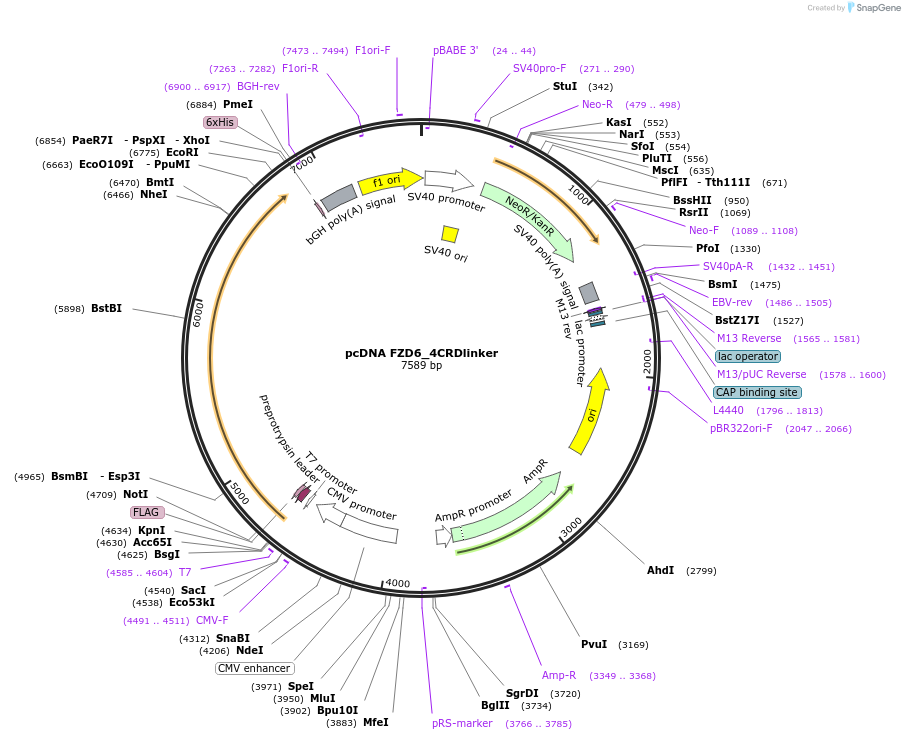 184266-plasmid-map-sequence-id-360389