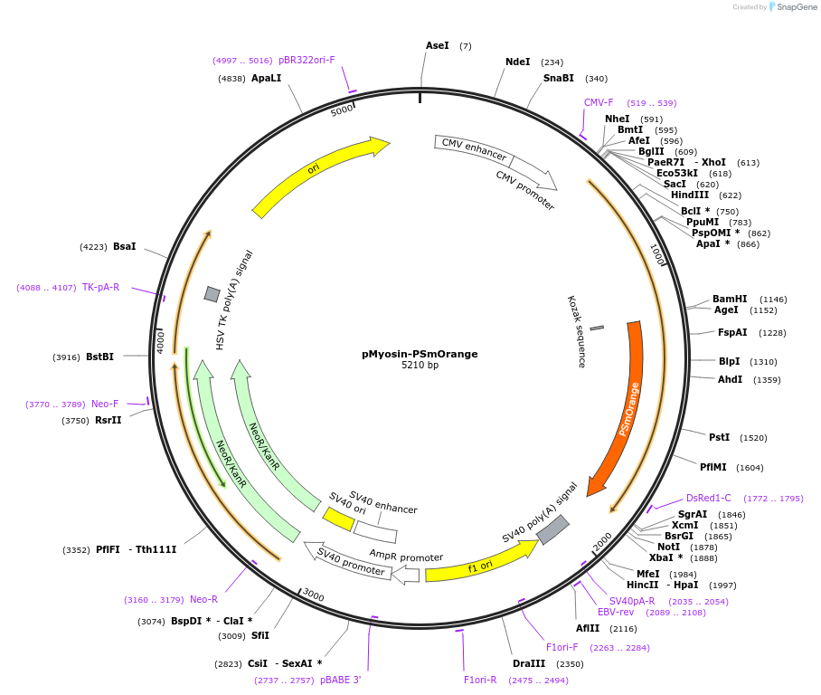 31921-plasmid-map-sequence-id-36039