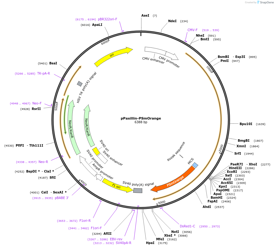 31923-plasmid-map-sequence-id-36040
