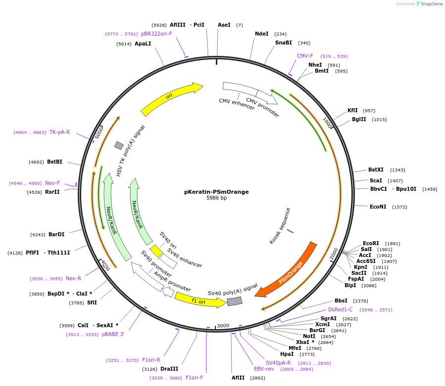 31924-plasmid-map-sequence-id-36041