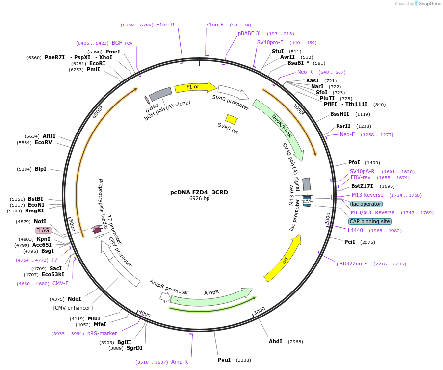 184252-plasmid-map-sequence-id-360420
