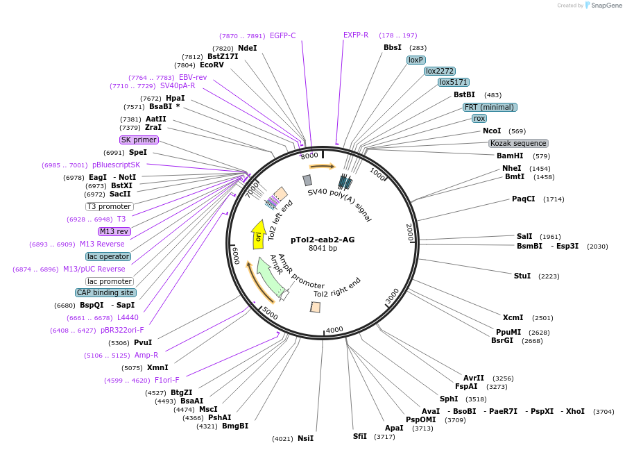 182155-plasmid-map-sequence-id-360421