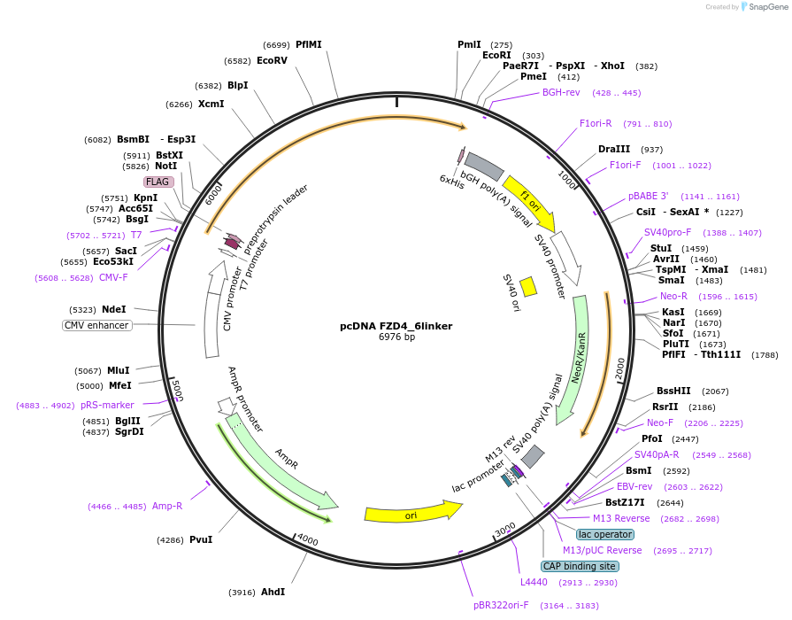 184258-plasmid-map-sequence-id-360422