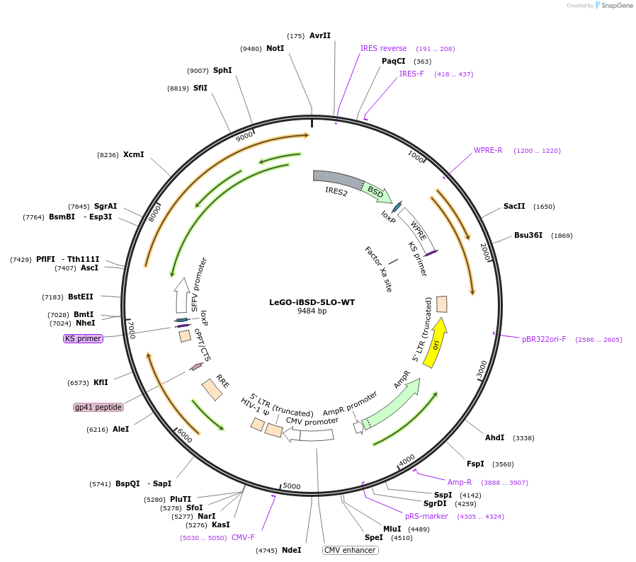 182741-plasmid-map-sequence-id-360423