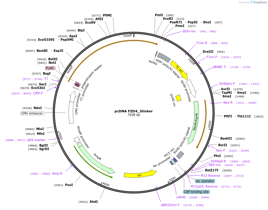 184257-plasmid-map-sequence-id-360424