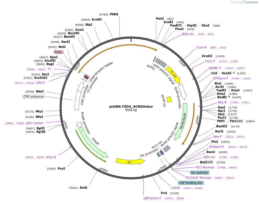 184261-plasmid-map-sequence-id-360425