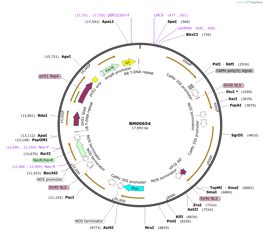 155339-plasmid-map-sequence-id-360426