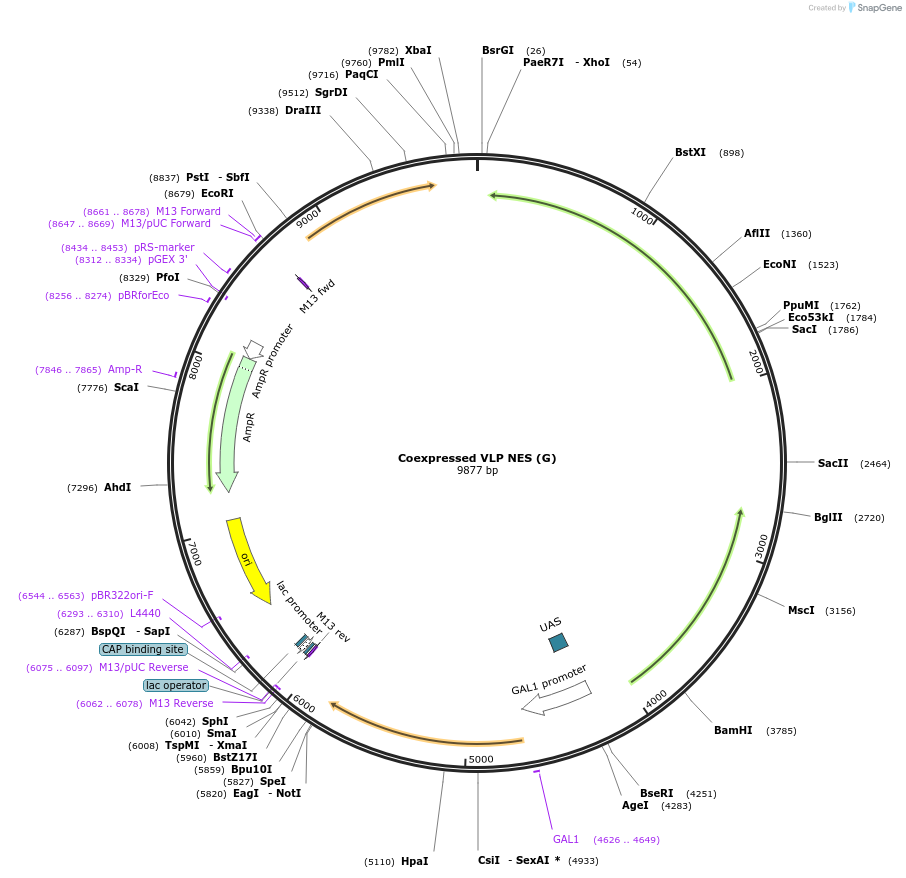 182477-plasmid-map-sequence-id-360429
