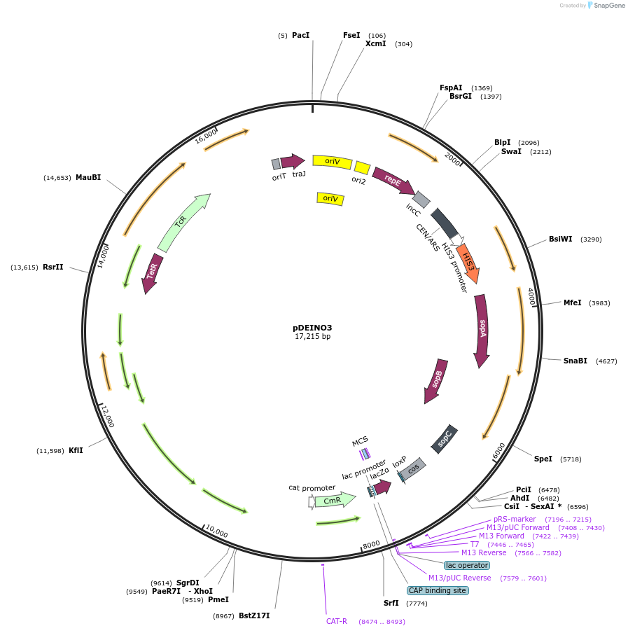 179487-plasmid-map-sequence-id-360433