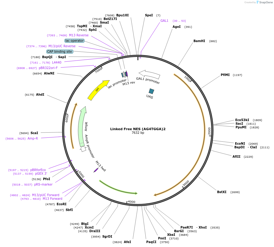 182488-plasmid-map-sequence-id-360434