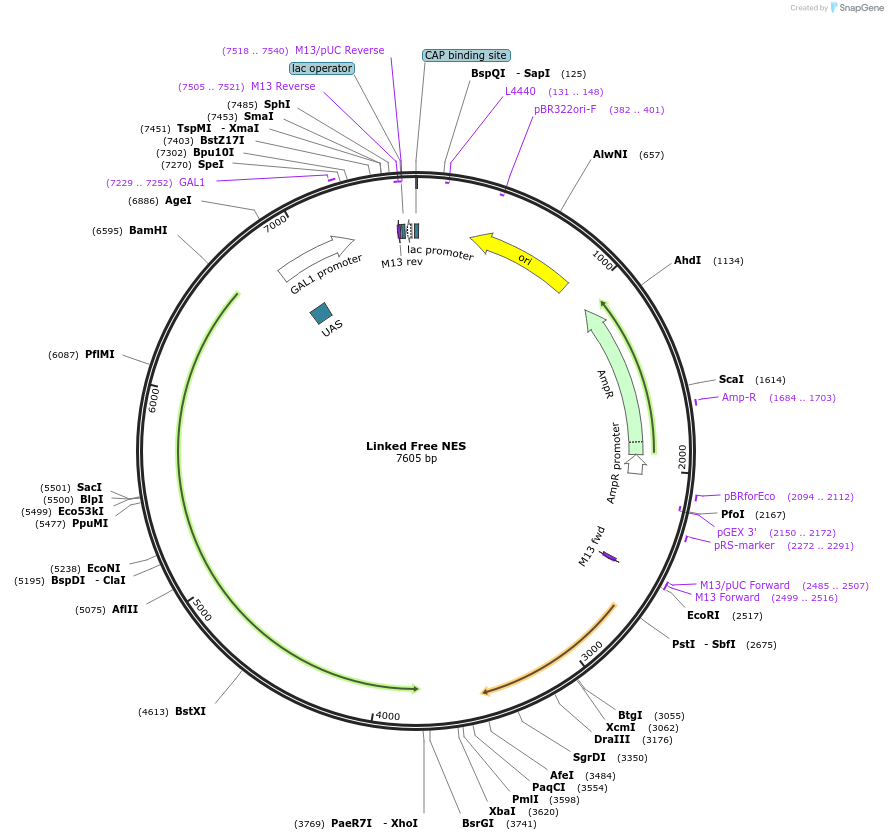 182485-plasmid-map-sequence-id-360436