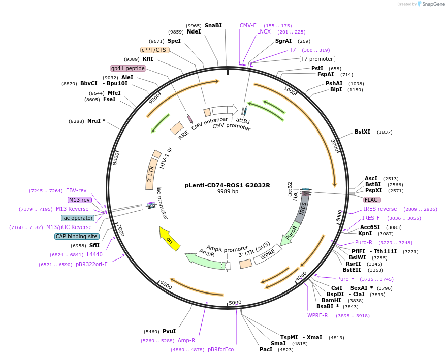 183814-plasmid-map-sequence-id-360438