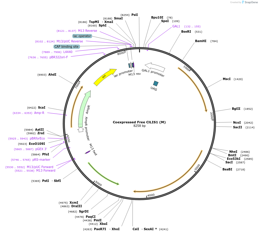 182484-plasmid-map-sequence-id-360440