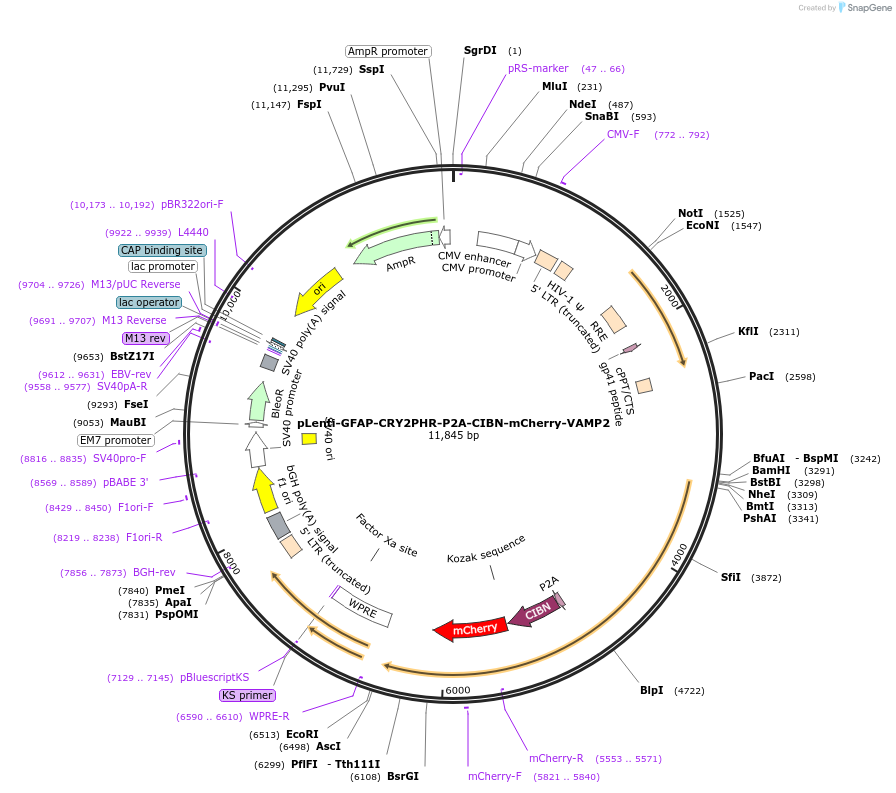 178575-plasmid-map-sequence-id-360443