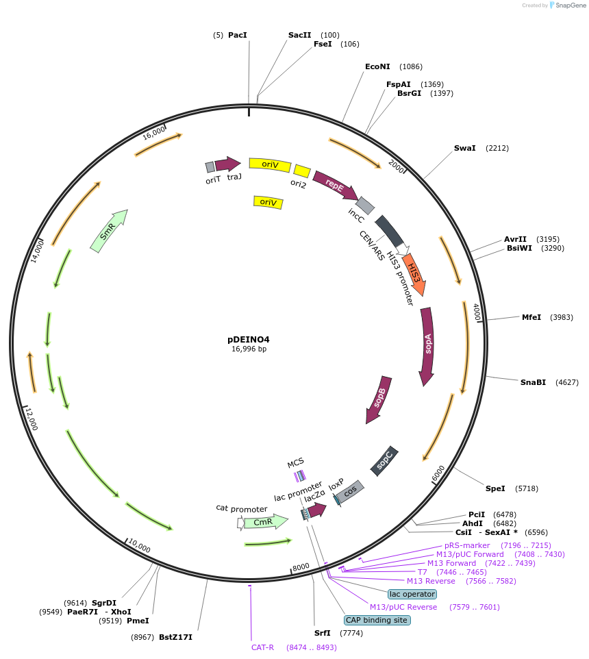 179488-plasmid-map-sequence-id-360447
