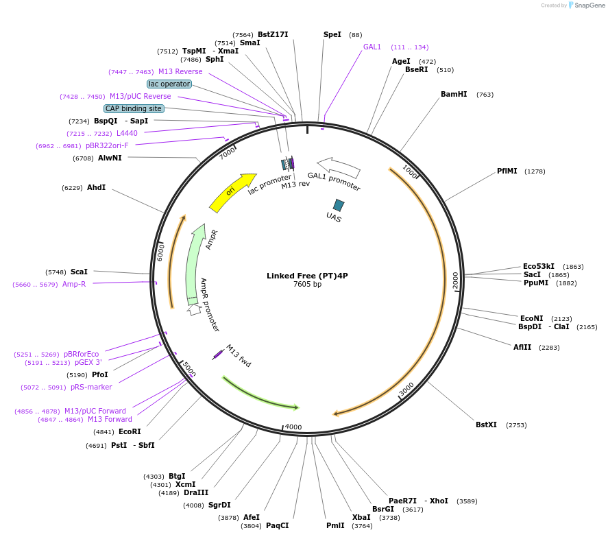 182490-plasmid-map-sequence-id-360448
