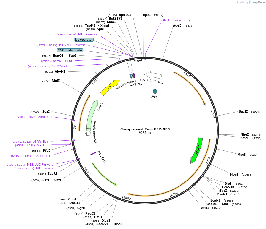 182491-plasmid-map-sequence-id-360449