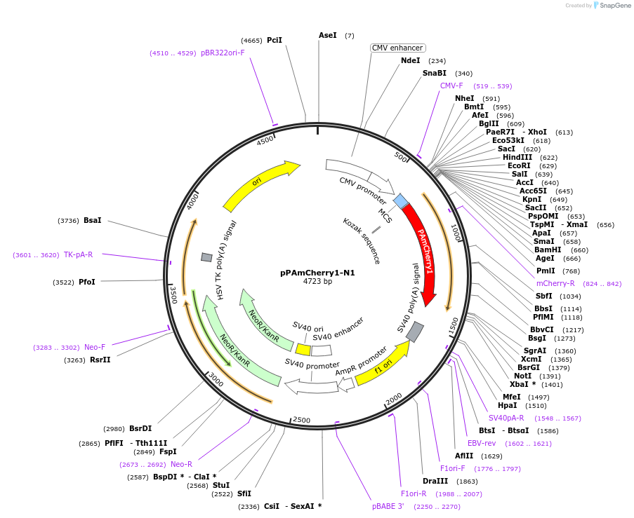 31928-plasmid-map-sequence-id-36045