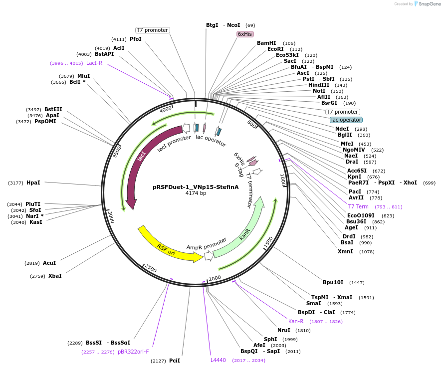 182405-plasmid-map-sequence-id-360455
