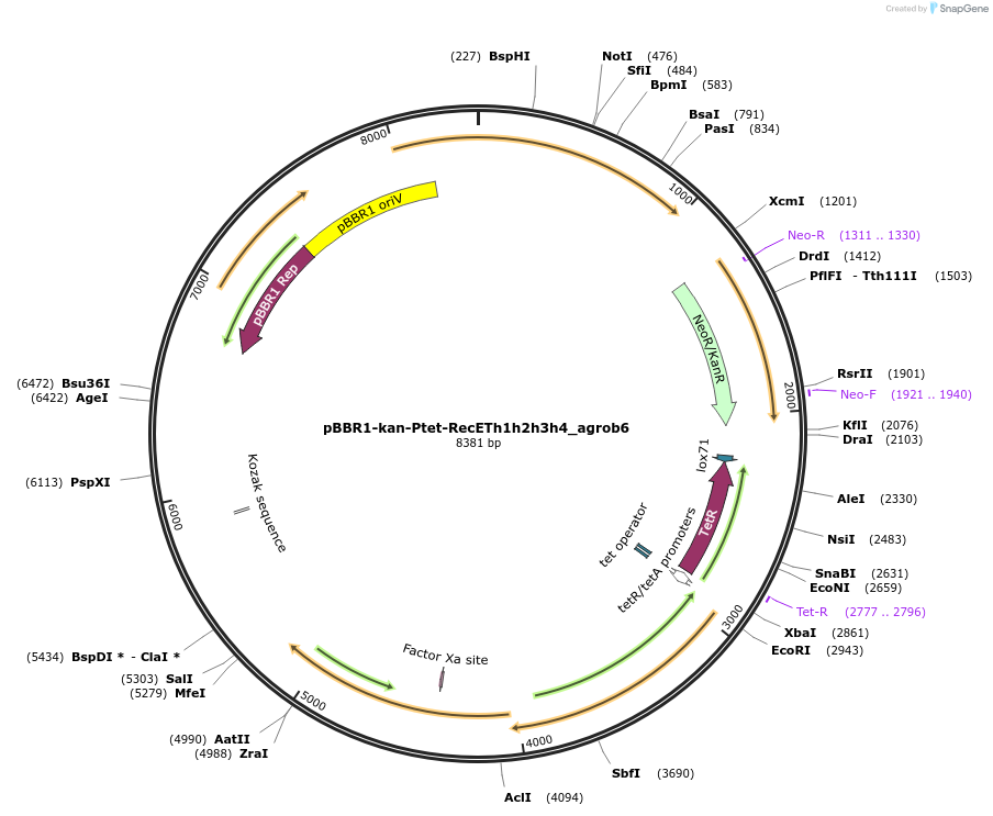 180428-plasmid-map-sequence-id-360457