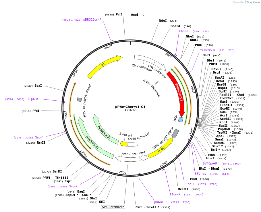 31929-plasmid-map-sequence-id-36046