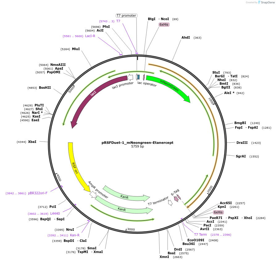 182420-plasmid-map-sequence-id-360466