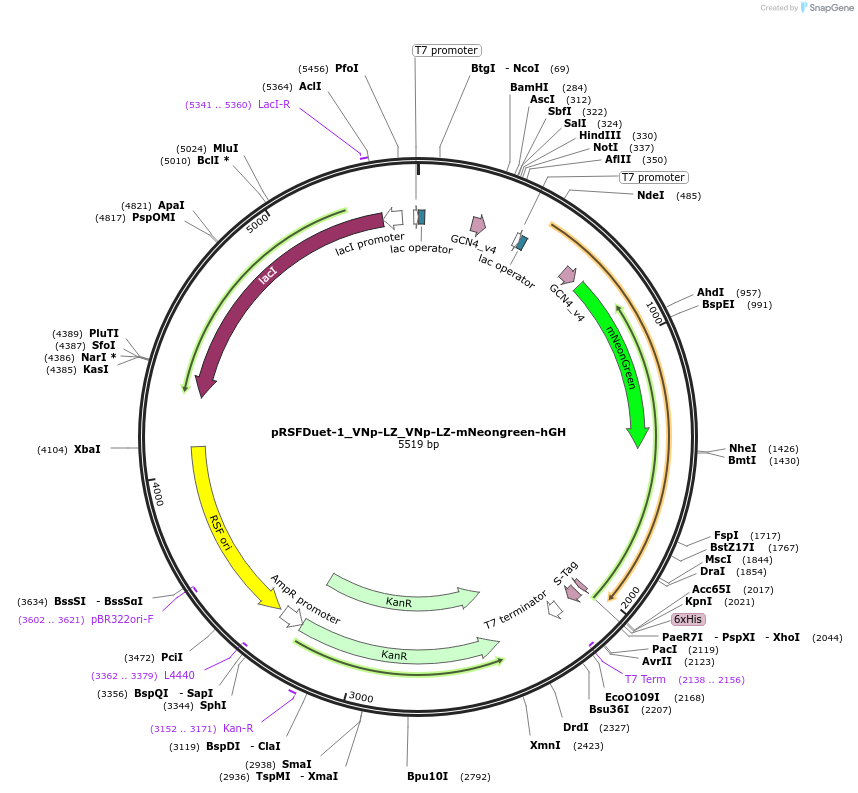 182425-plasmid-map-sequence-id-360468