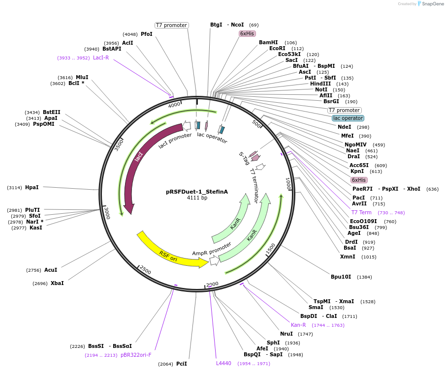 182402-plasmid-map-sequence-id-360469