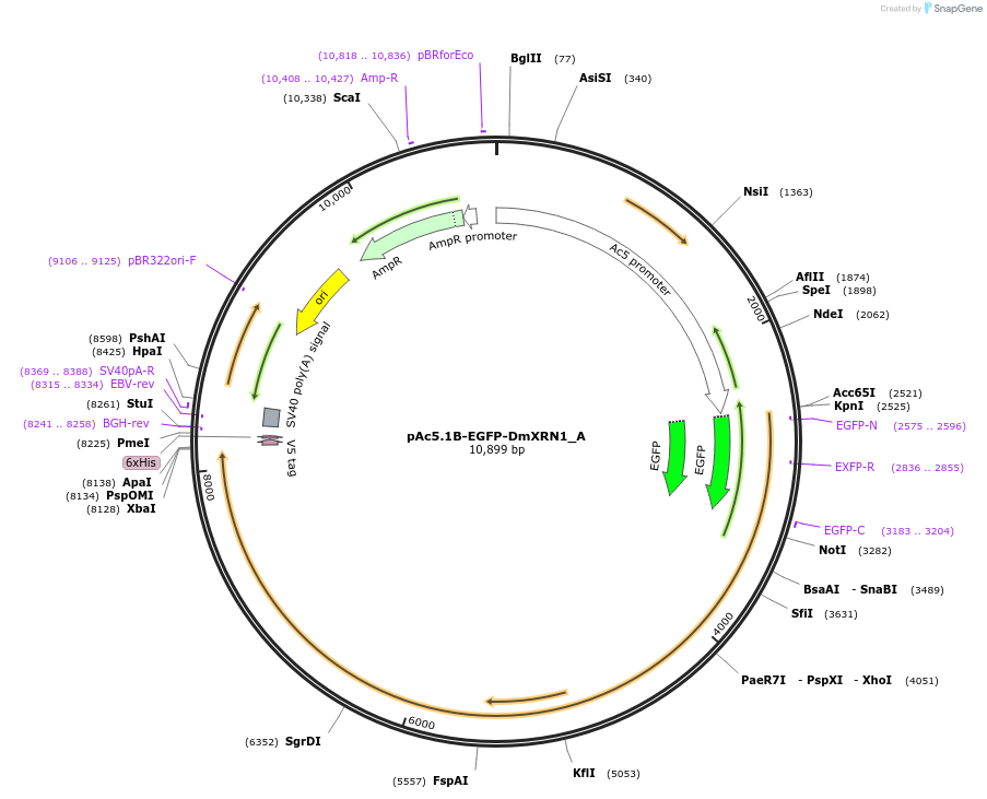 145874-plasmid-map-sequence-id-360471
