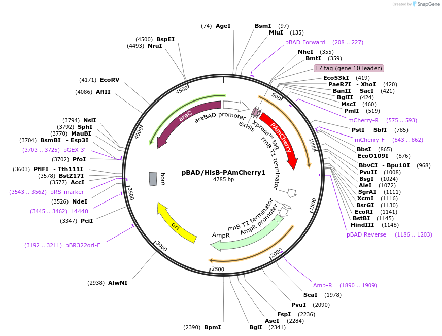 31931-plasmid-map-sequence-id-36048