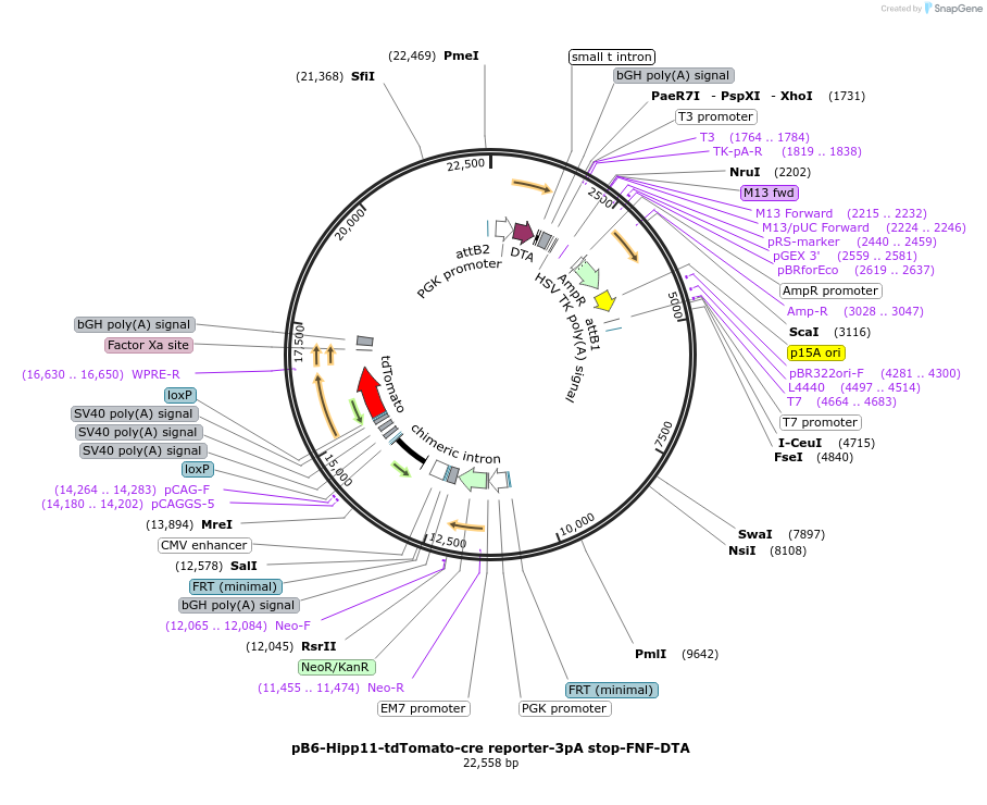 183025-plasmid-map-sequence-id-360497