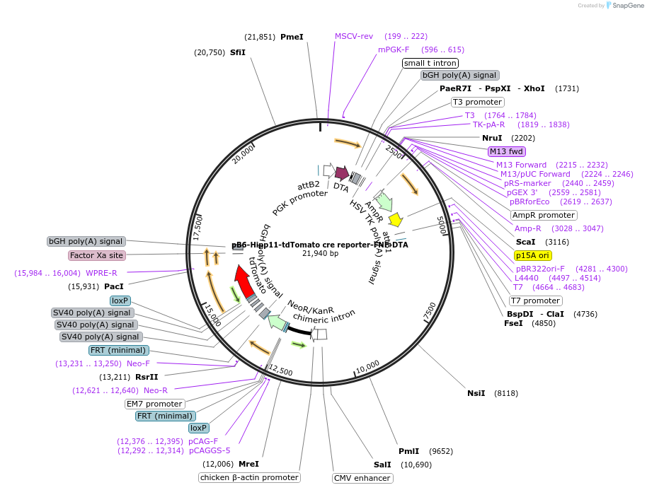 183024-plasmid-map-sequence-id-360499