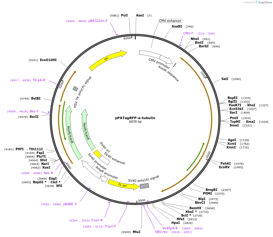 36051_map