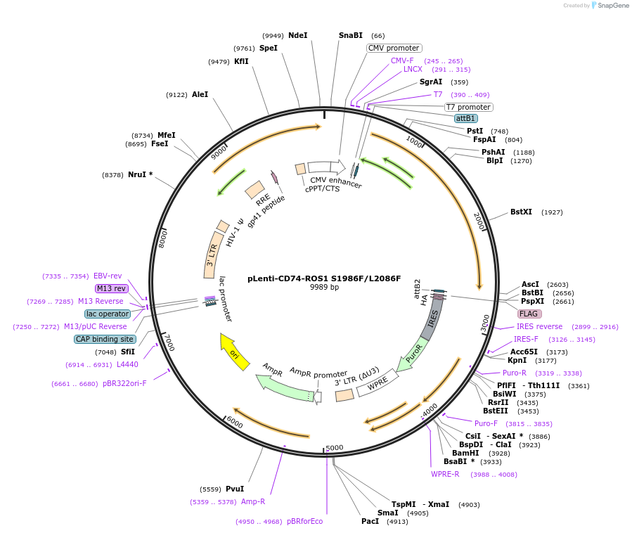 183819-plasmid-map-sequence-id-360530