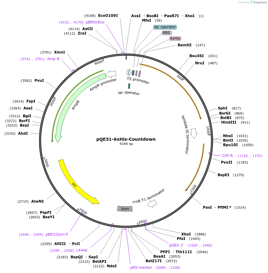 182299-plasmid-map-sequence-id-360532