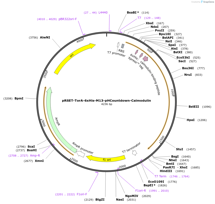 182305-plasmid-map-sequence-id-360536