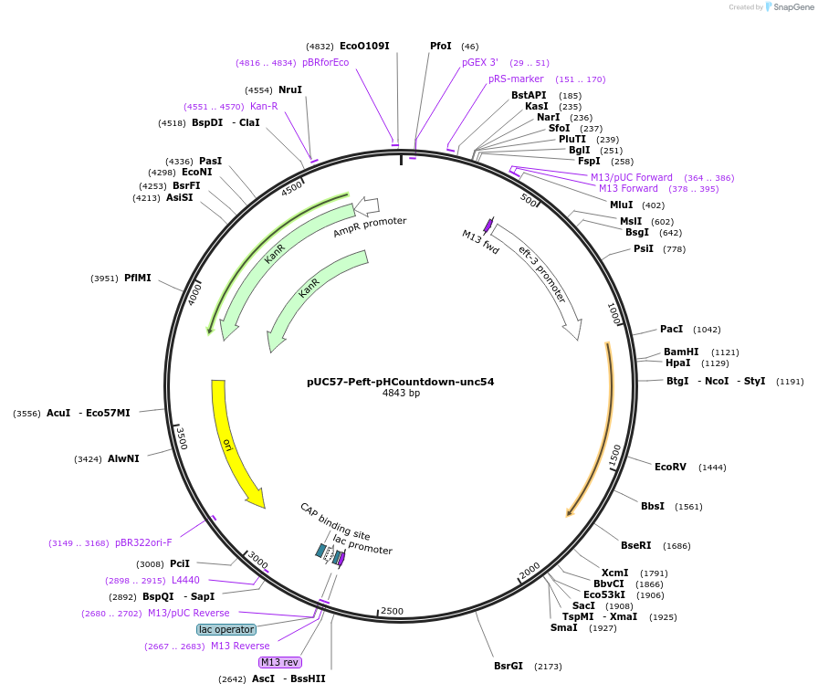 182304-plasmid-map-sequence-id-360537
