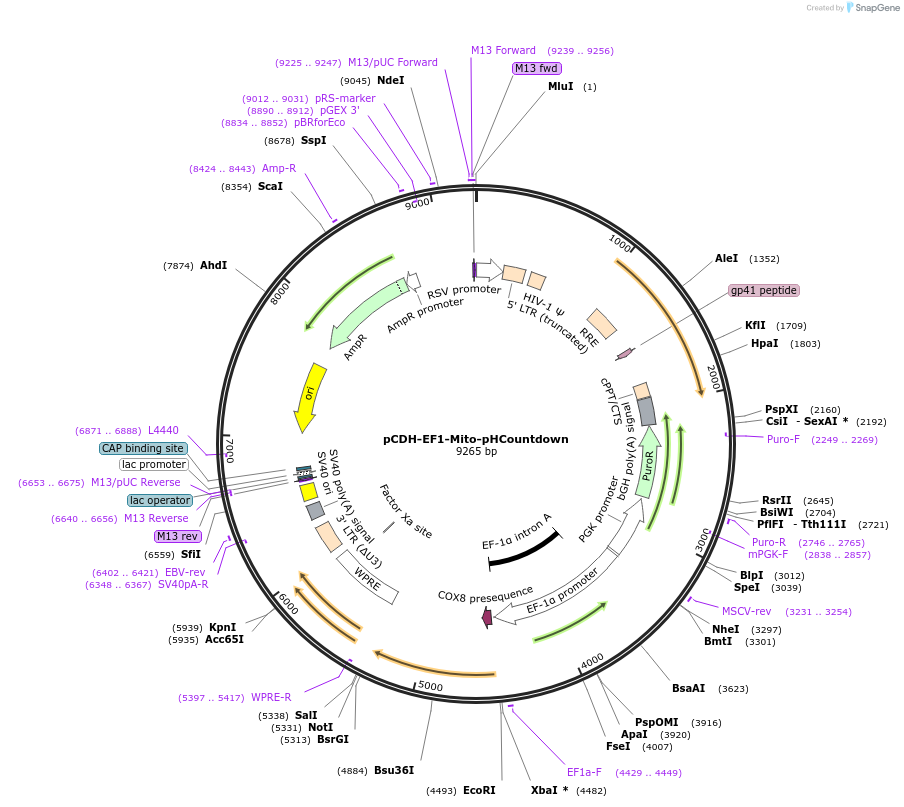 182302-plasmid-map-sequence-id-360539