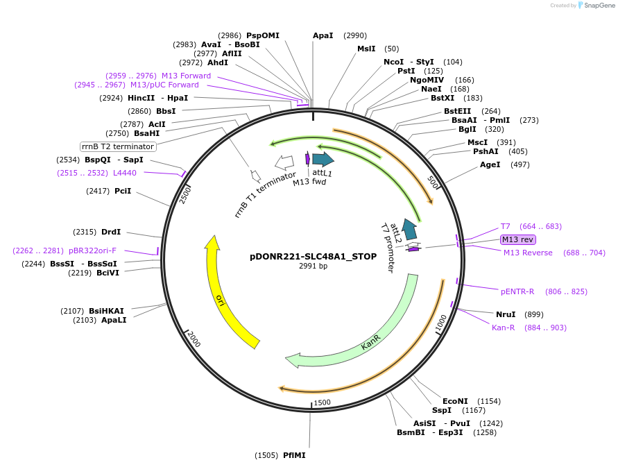 161322-plasmid-map-sequence-id-360556