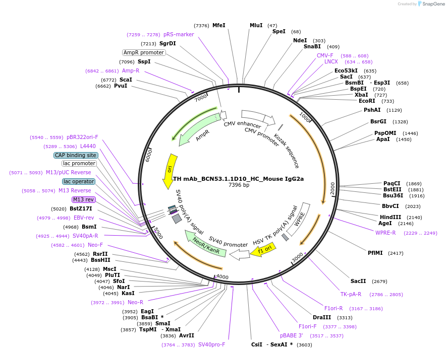 182896-plasmid-map-sequence-id-360557