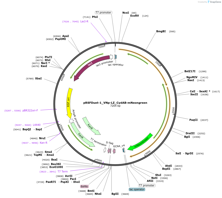 182393-plasmid-map-sequence-id-360559