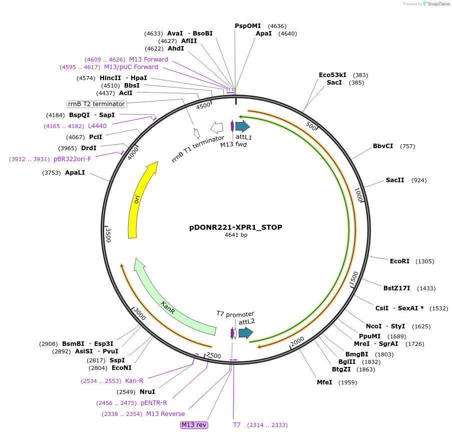 161472-plasmid-map-sequence-id-360561