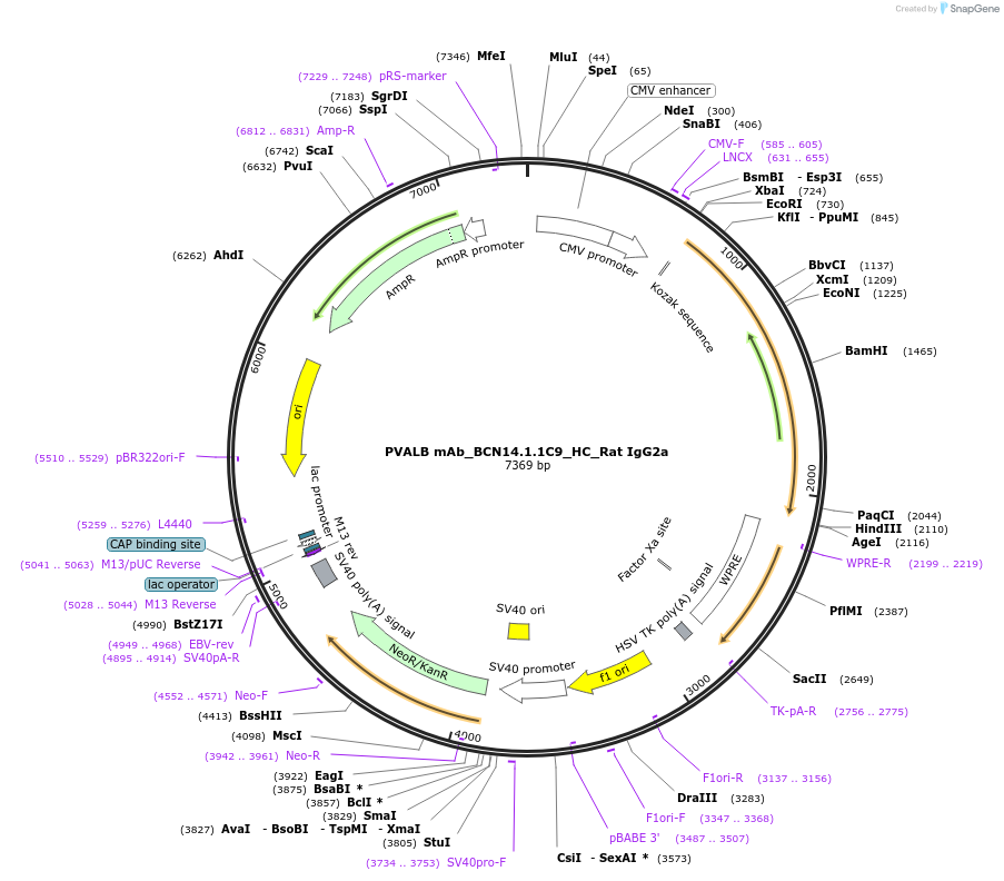 182890-plasmid-map-sequence-id-360565