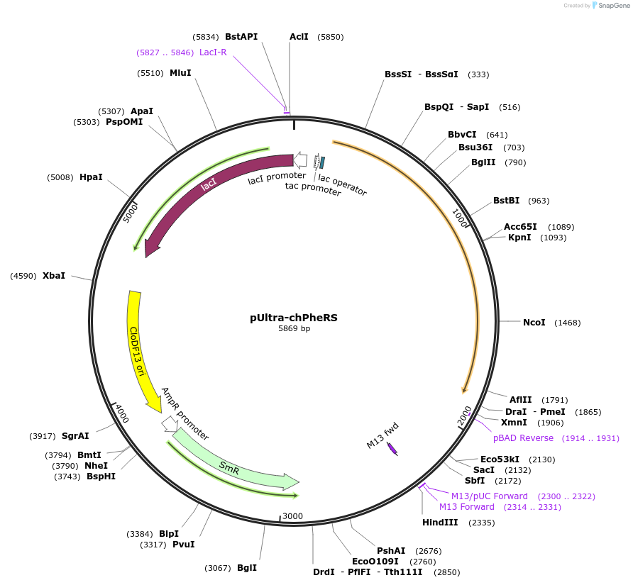 182257-plasmid-map-sequence-id-360566