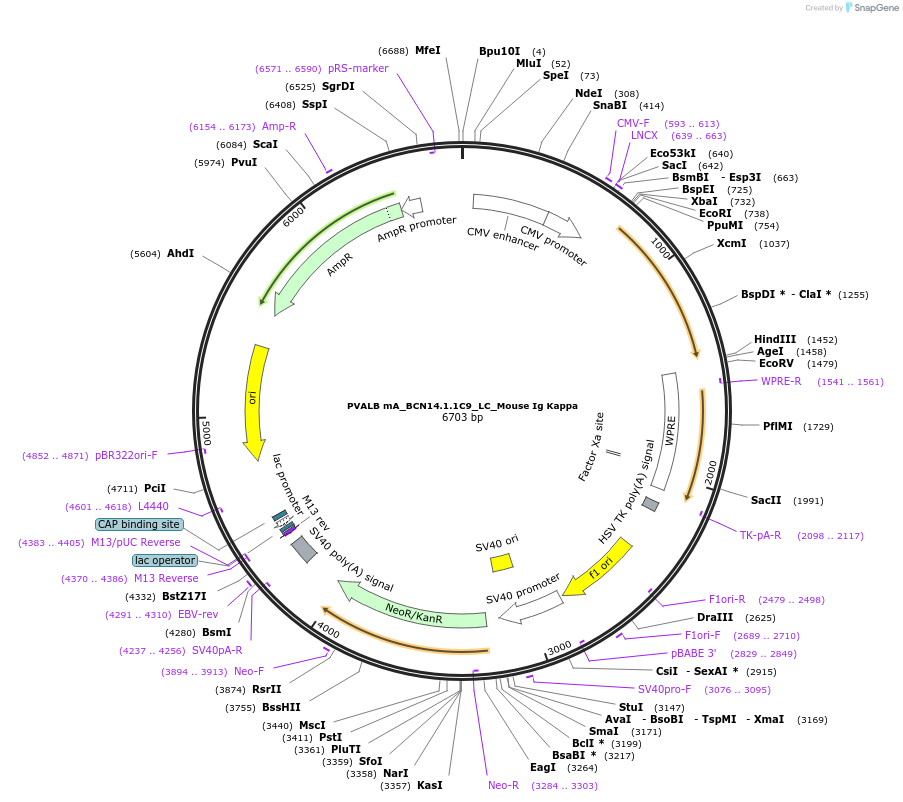 182889-plasmid-map-sequence-id-360569